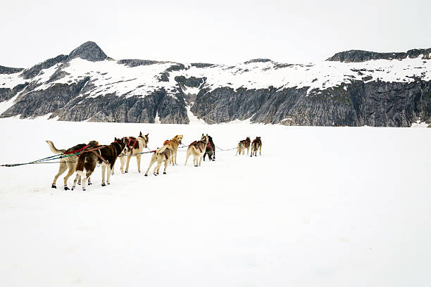 istock Alaskan sled dogs on a rest break 533650713