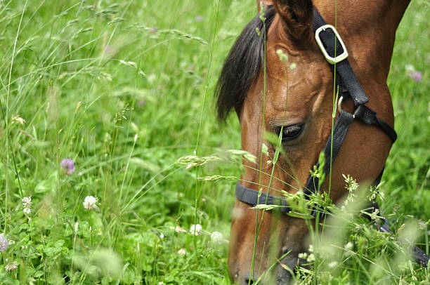 istock Horse Grazing in Pasture Eating Grass 533666111