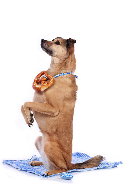 istock Cute mixed breed with pretzel isolated 533666691