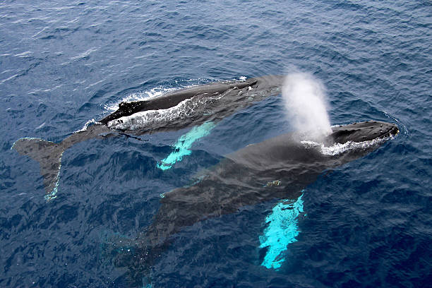 des baleines à bosse, antarctique - event photos et images de collection