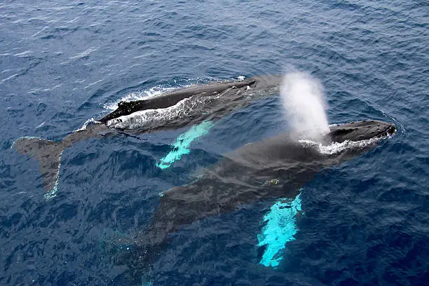 Humback whales, Antarctica