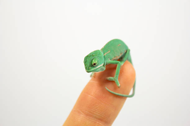 istock One day old chameleon baby 533668713