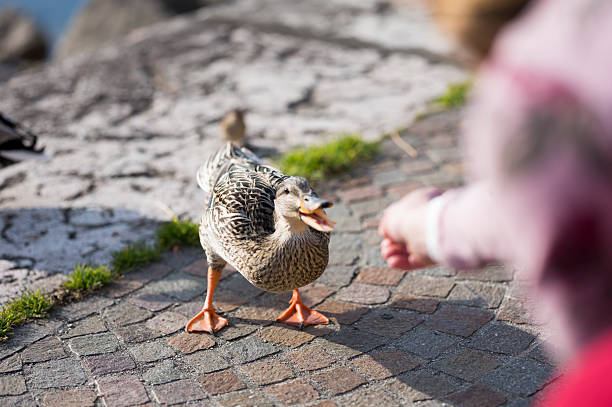 istock Girl Feeding a Duck 533668861