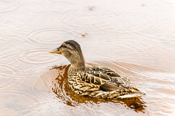 istock Swimming duck in the rain 533669089