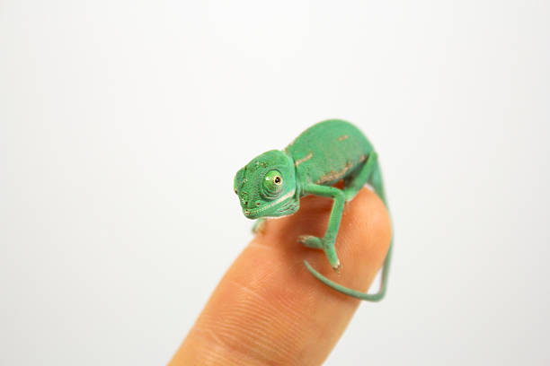 istock One day old chameleon baby 533669139