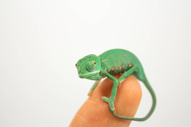 istock One day old chameleon baby 533669143