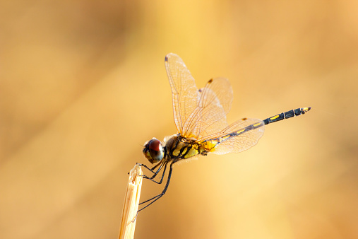 Libido of dragonfly