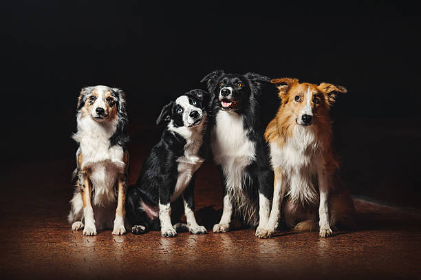istock group of happy dogs border collies 533669585