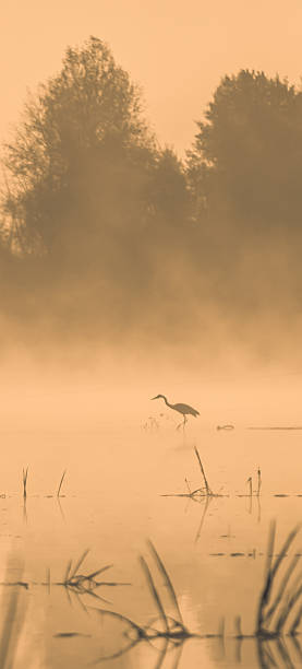 istock Stork in the water at sunset 533669675
