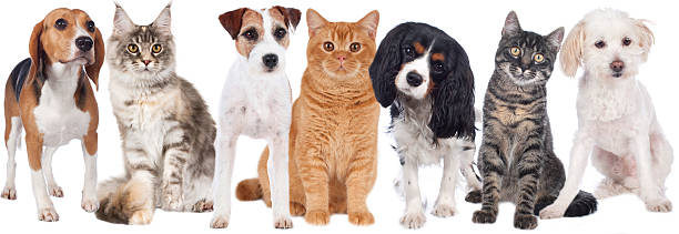 istock Group of cats and dogs 533669849