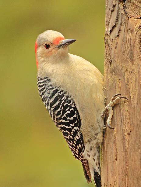 istock Red-bellied Woodpecker 533669949