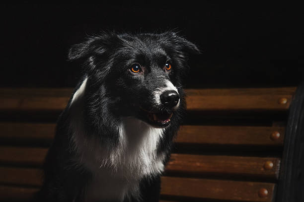 istock happy dog border collies 533670151