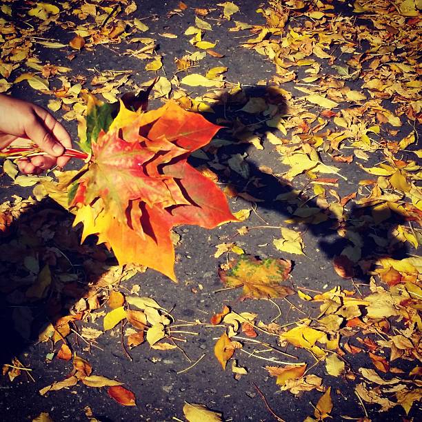 Autumn leaf hand color thanksgiving background