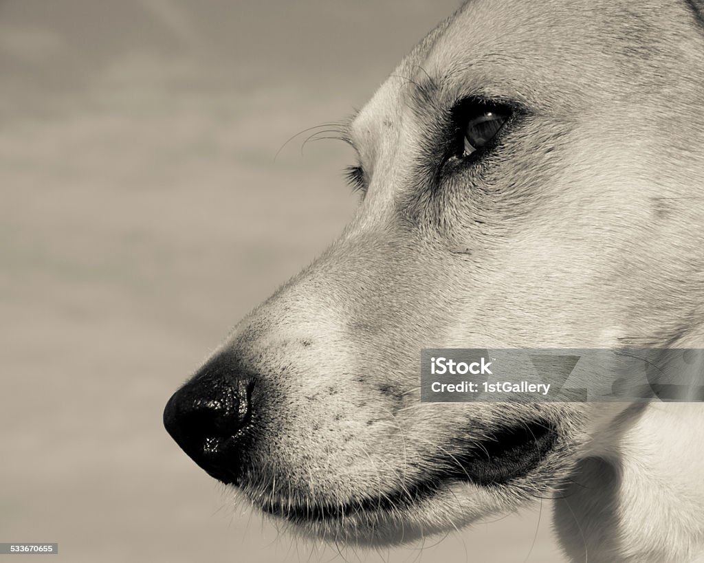 dog dog (266) close-up against blue sky 2015 Stock Photo