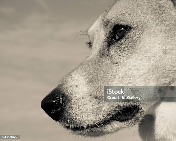 Dog Stock Photo - Download Image Now - 2015, Animal, Animal Nose