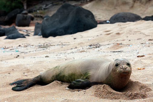 A monk seal takes a rest on the shores of Kauai, an island in Hawaii.