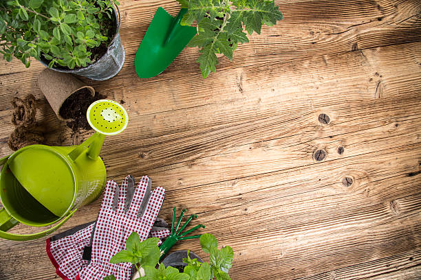 istock Outdoor gardening tools and herbs 533672027