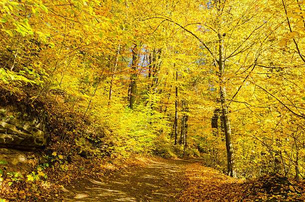 istock path guiding through beautiful autumn park 533692587