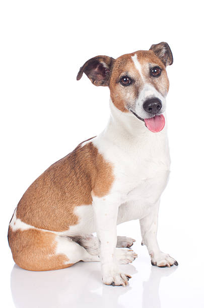 istock Jack Russell Terrier sitting on white 533692667