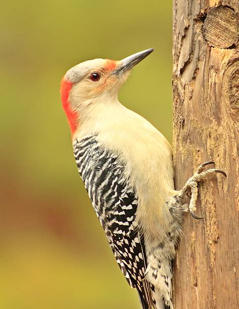 istock Red-bellied Woodpecker 533692685