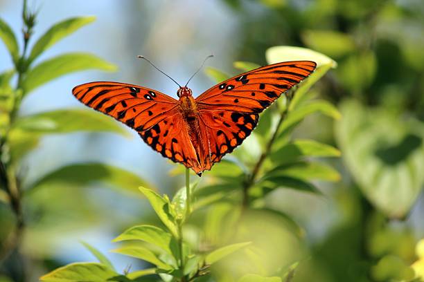 istock Monarch butterfly on plant 533693887