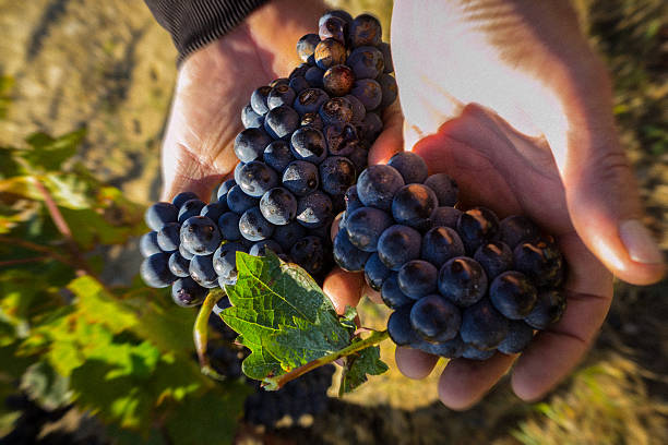 French Vineyard - Grapes in Hand A sunny day in the Languedoc-Rousillon region in France. In a Narbonne Vineyard, Vines grow with red purple and blue grapes for wine production, in a French Landscape. narbonne stock pictures, royalty-free photos & images