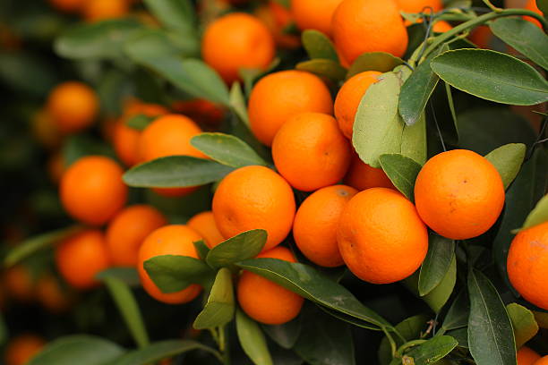 istock Orange kumquat on the tree 533694537