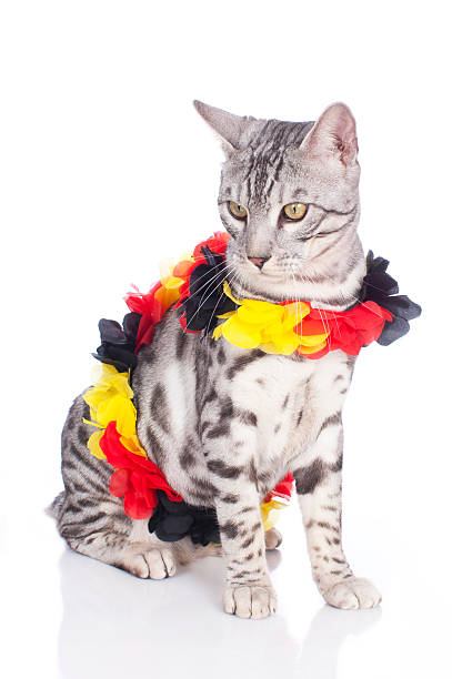 istock Bengal cat with german soccer fan stuff 533694971