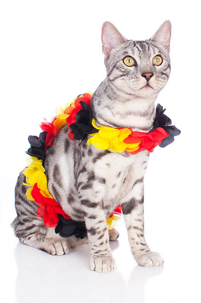 Bengal cat with german soccer fan stuff