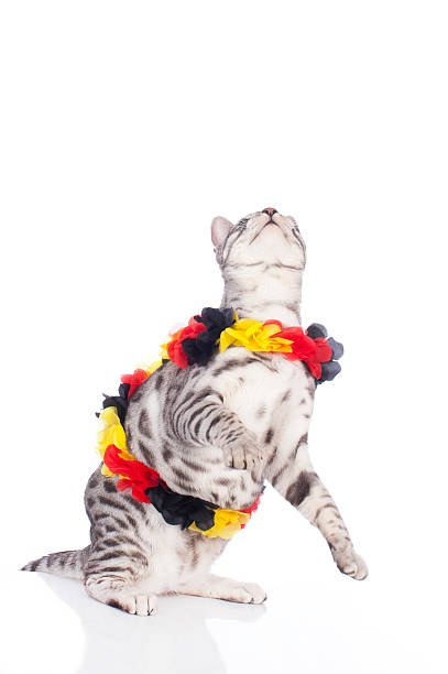 istock Bengal cat with german soccer fan stuff 533694975