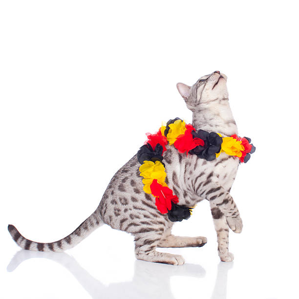 istock Bengal cat with german soccer fan stuff 533694977