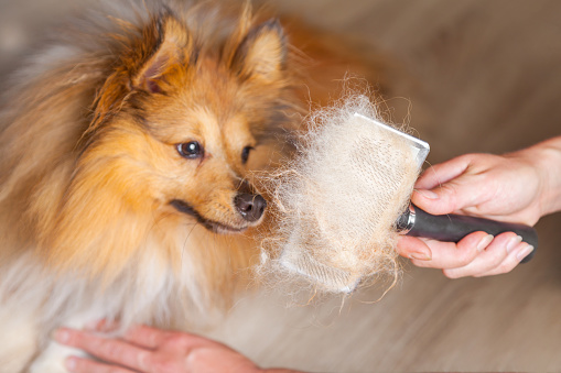 grooming with a dog brush on a shetland sheepdog