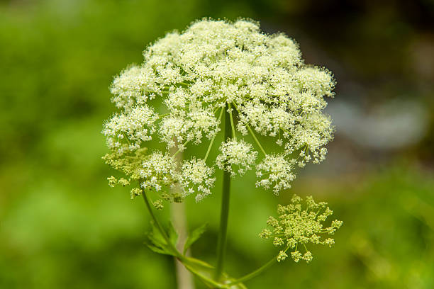 hemlock Umbrella Cicuta virosa (hemlock) on a  blurred background water hemlock stock pictures, royalty-free photos & images