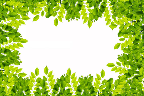 istock Green leaves on white background 533695304