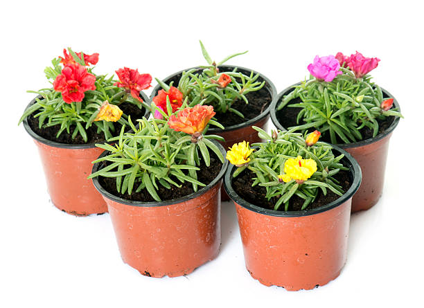 Lampranthus in pot Lampranthus in pot in front of white background lampranthus spectabilis stock pictures, royalty-free photos & images