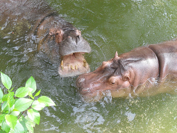 istock hippo swimming in water at zoo 8 533695566