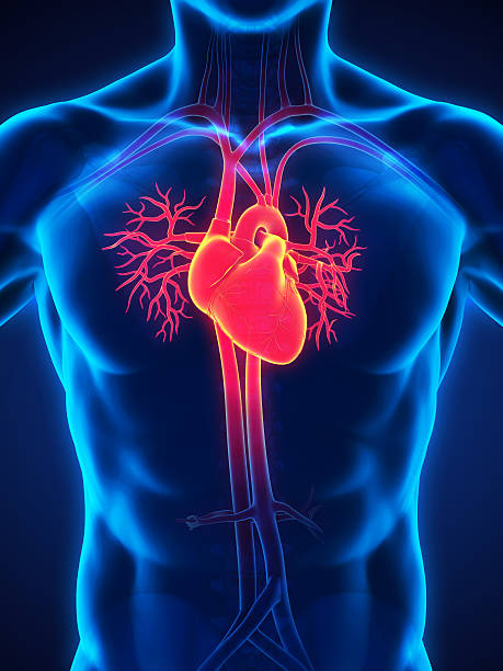 istock Human Heart Anatomy 533695706
