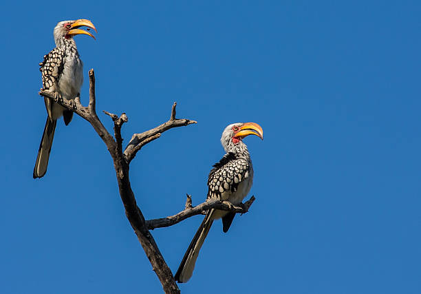 istock Two yellow billed hornbills sitting on branch with blue sky 533696199