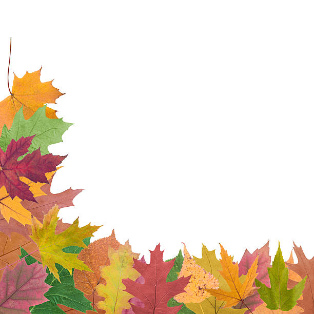 istock collection of  autumn leaves 533696265