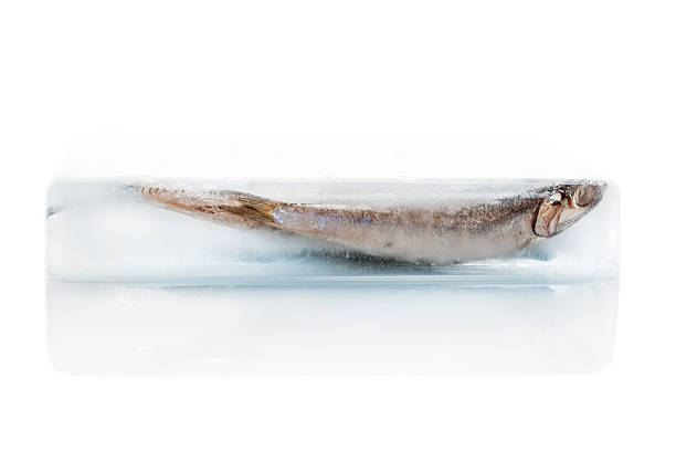 ryby zamrożone w lodzie zablokować. świeże ryby. - iced fish zdjęcia i obrazy z banku zdjęć