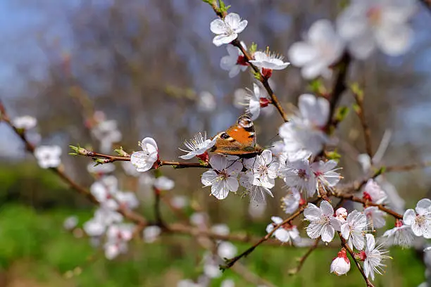 Photo of cherry blossoms with butterfly