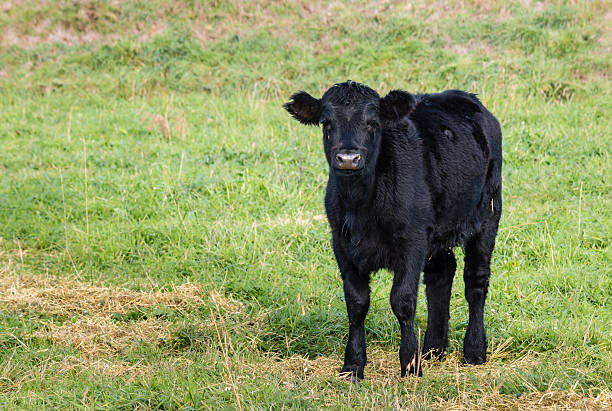 istock isolated black Angus calf standing on grass 533696744