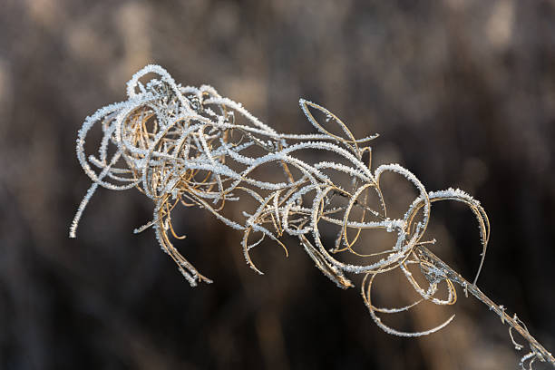 istock Frost on a branch plant. 533696753