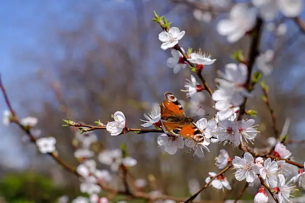 Photo of cherry blossoms with butterfly