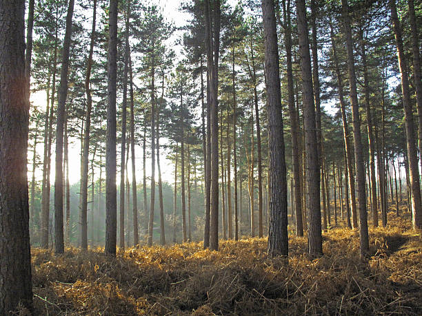 dans les bois - glastonbury festival photos et images de collection