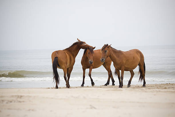 Wild Horses stock photo