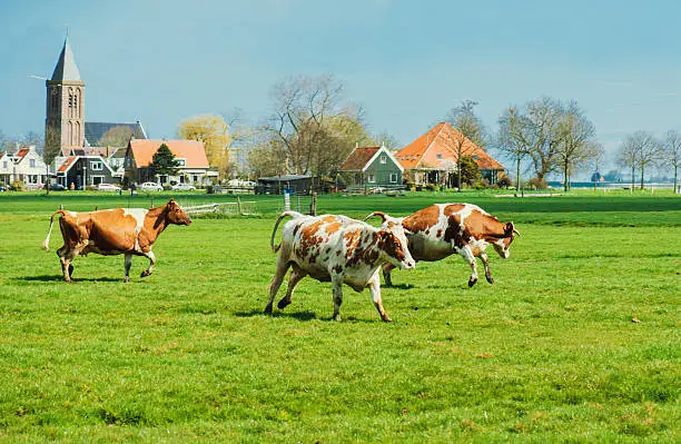 Happy cows jumping after being released into an open field. Shot near Amsterdam, Dutch capital.