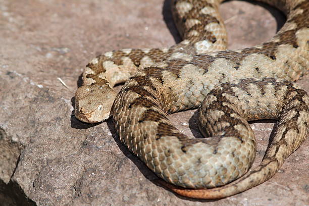 istock large ammodytes female on a stone 533697451