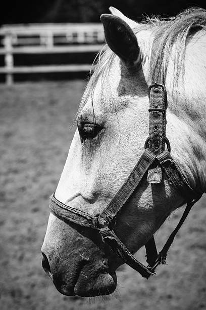 istock Horse portrait 533697524