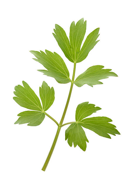 Fresh lovage twig Fresh lovage twig (Levisticum officinale) isolated on white background lovage stock pictures, royalty-free photos & images